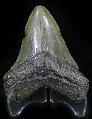 Bargain Megalodon Tooth - South Carolina #25656